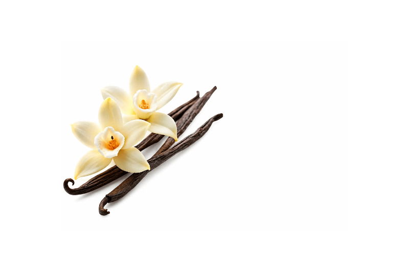 Vanilla beans and flowers on a white background