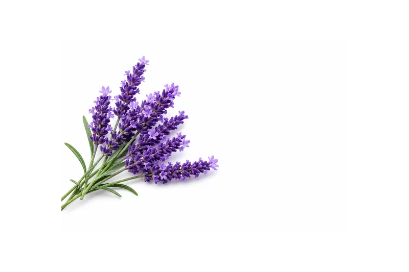 Bouquet of lavender flowers on a white background
